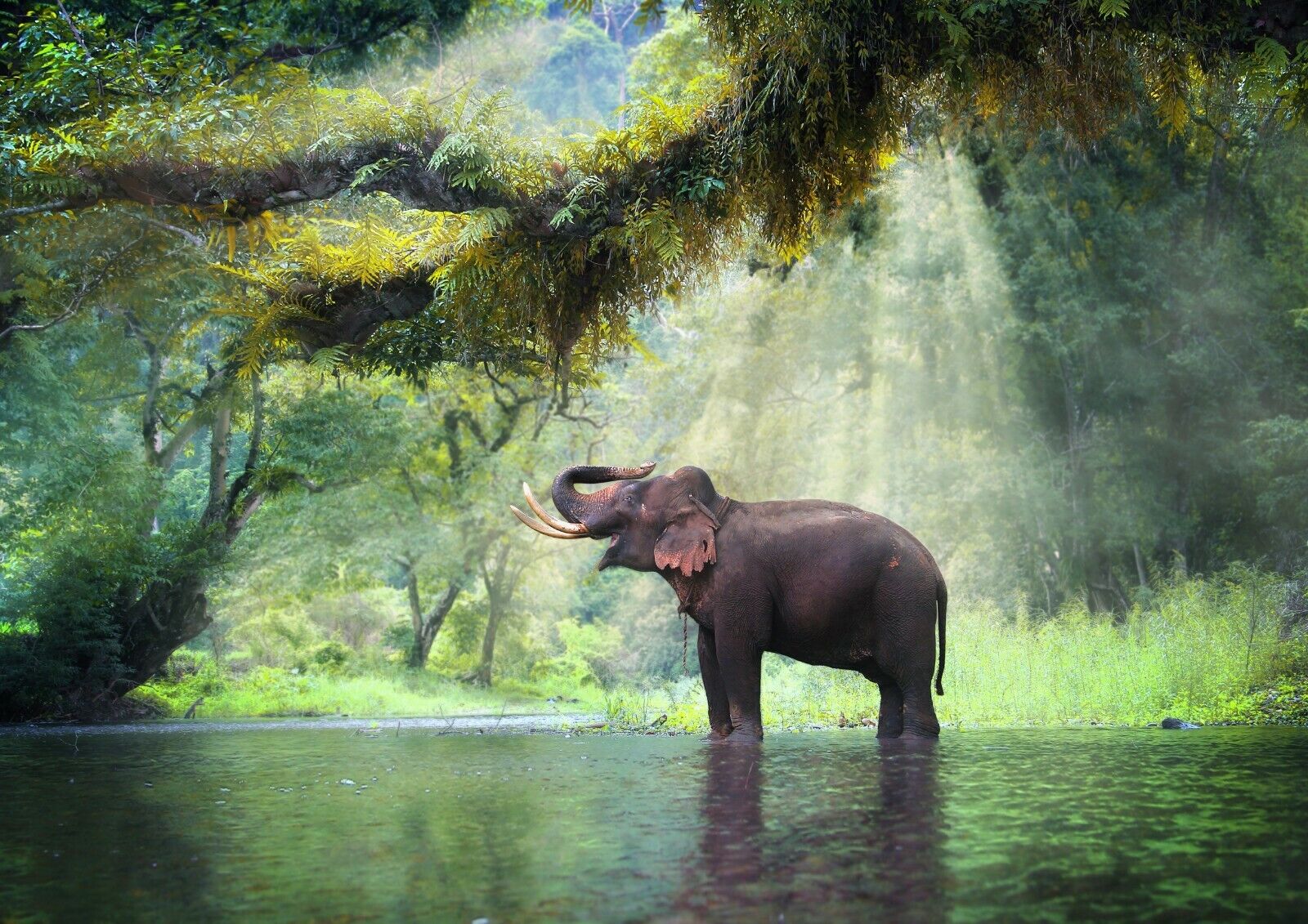 Elephant in lush forest